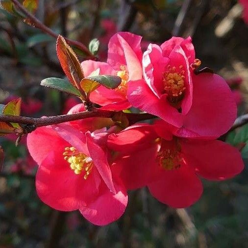 Chaenomeles speciosa Blomst