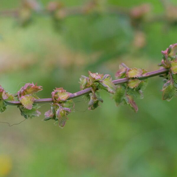 Rumex brownii Ffrwyth