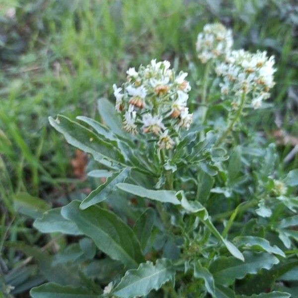 Reseda odorata പുഷ്പം