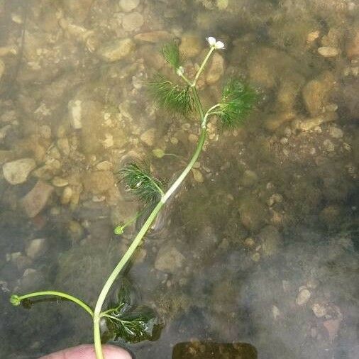 Ranunculus trichophyllus Leaf