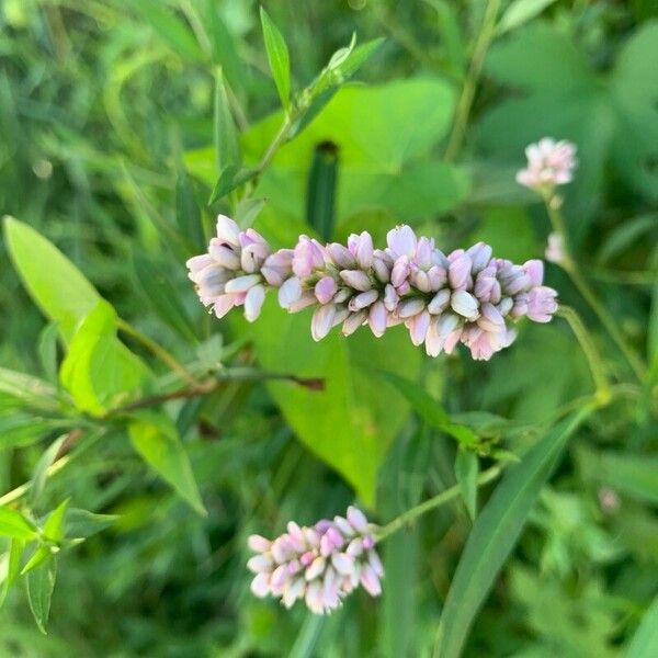 Polygonum persicaria Flower