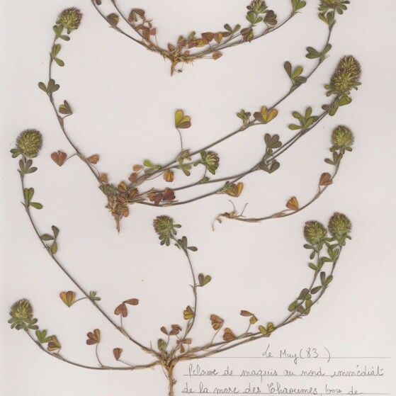 Trifolium lappaceum Hábito