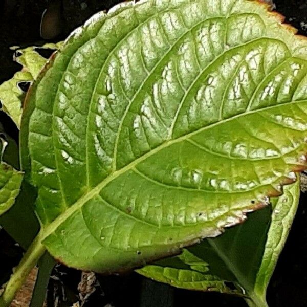 Hydrangea spp. List