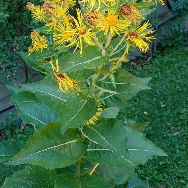 Inula helenium Habitat