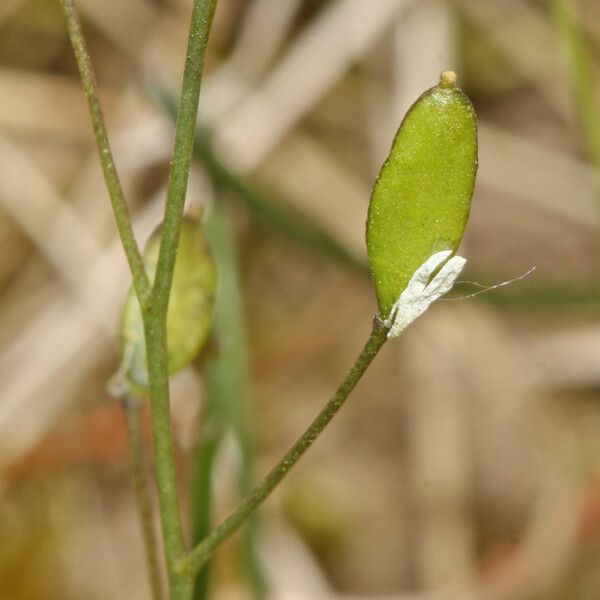 Draba verna Frutto