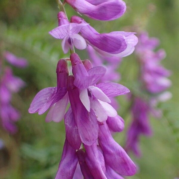 Vicia tenuifolia Flower