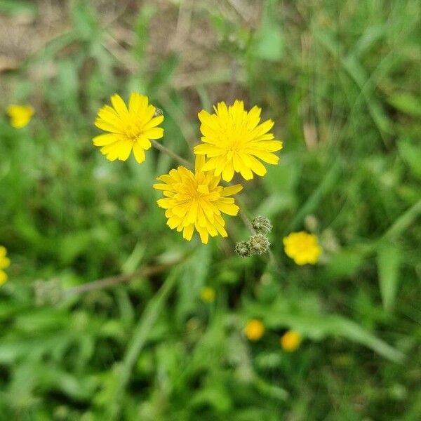 Crepis setosa 花