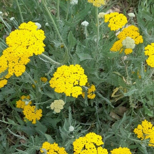 Achillea filipendulina Habit