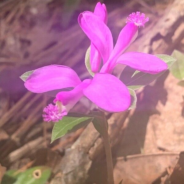 Polygaloides paucifolia Flor