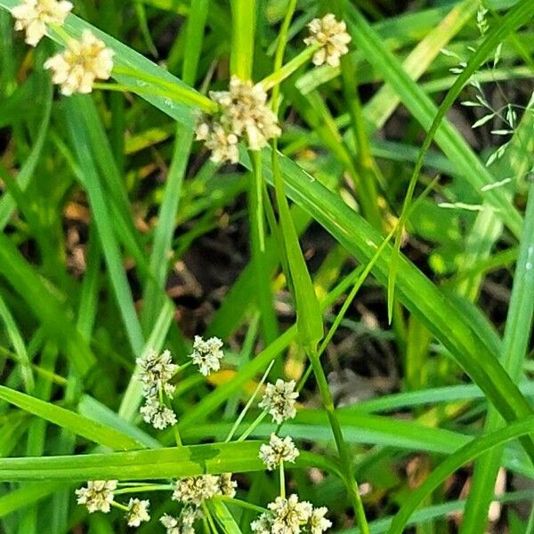 Scirpus atrovirens Плод