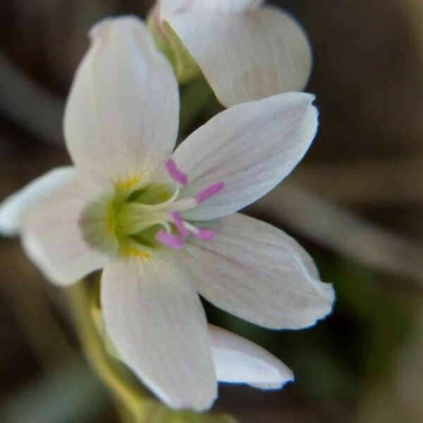 Claytonia virginica 花