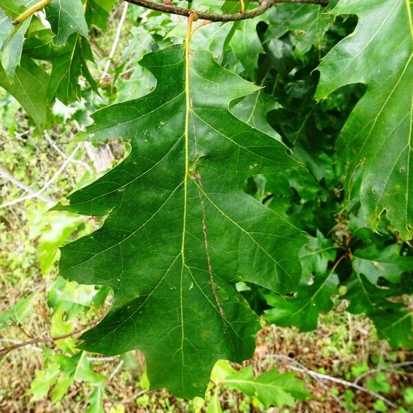 Quercus rubra पत्ता