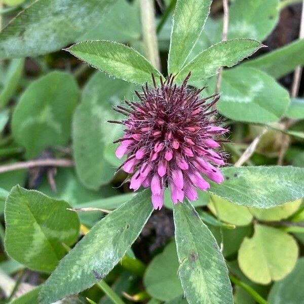 Trifolium pratense Цвят