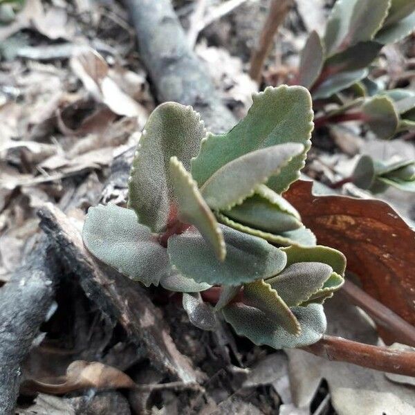 Kalanchoe lateritia Leaf