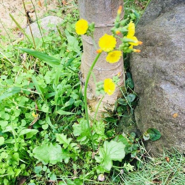 Youngia japonica Fiore