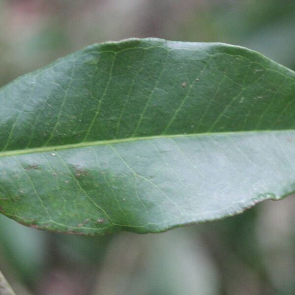 Eugenia stictopetala Fuelha