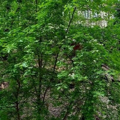 Crataegus monogyna Habit