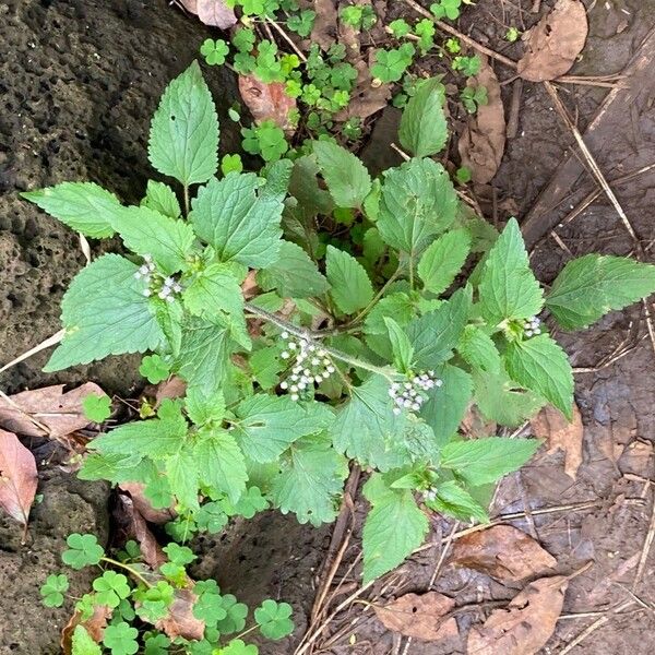 Ageratum conyzoides Leaf