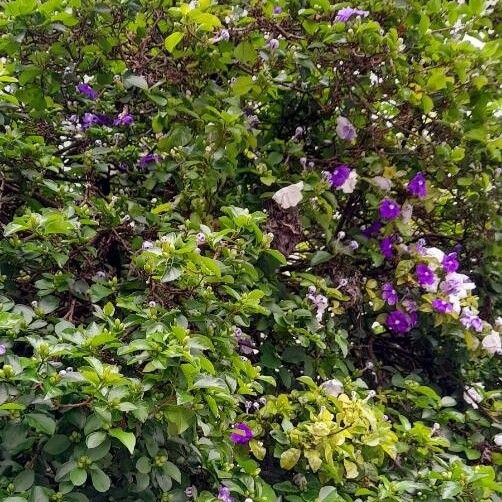 Brunfelsia uniflora (Manaca)
