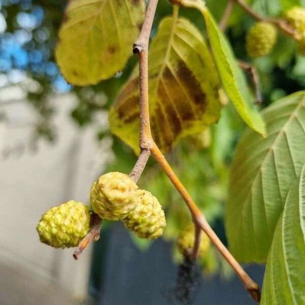 Alnus incana Фрукт