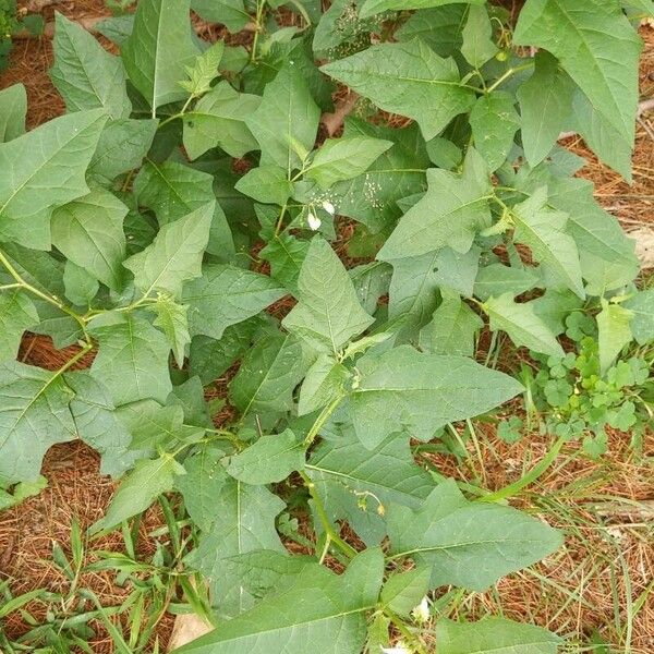 Solanum carolinense برگ