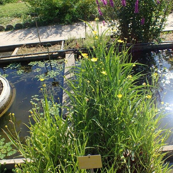 Ranunculus lingua Habitat