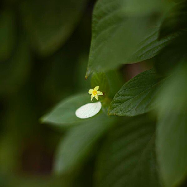 Pseudomussaenda flava Flower