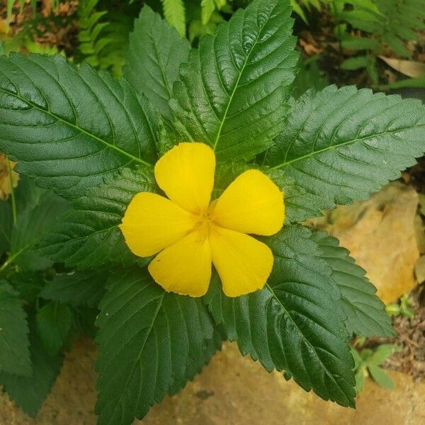 Turnera ulmifolia Blüte