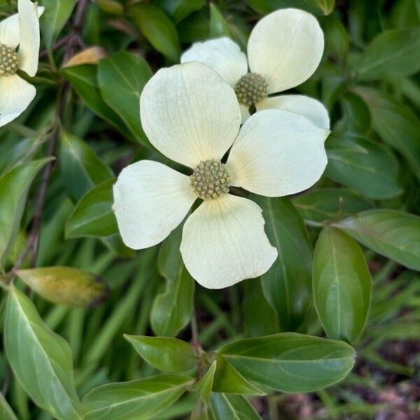 Cornus capitata Flor