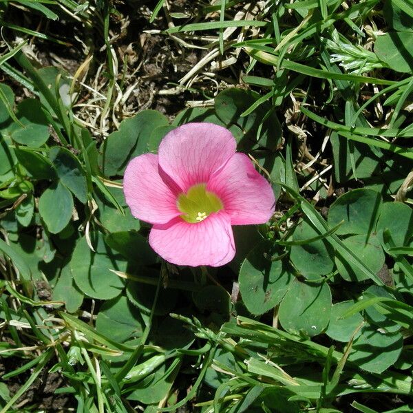 Oxalis purpurea Flor