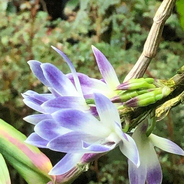 Dendrobium victoriae-reginae Çiçek