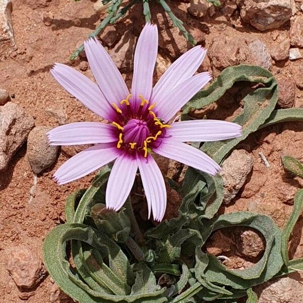 Pseudopodospermum undulatum Çiçek