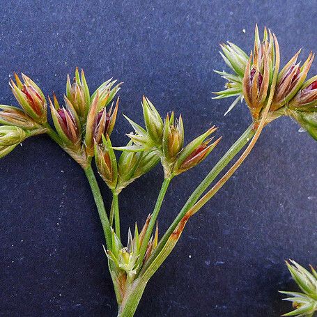 Juncus pygmaeus Çiçek