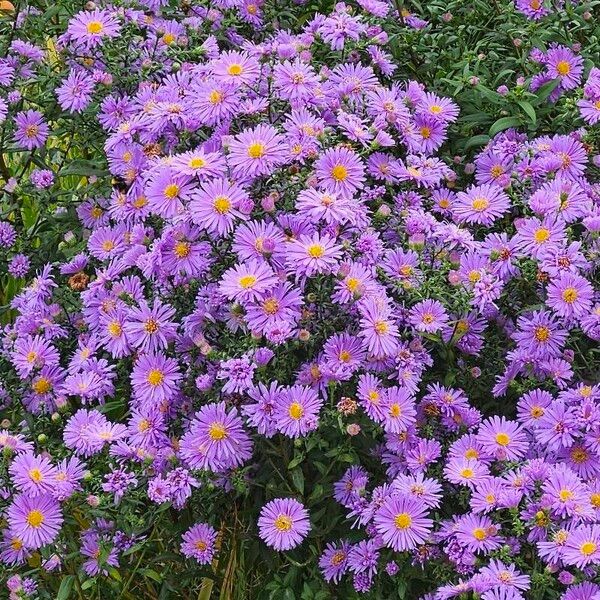 Symphyotrichum novi-belgii Blüte