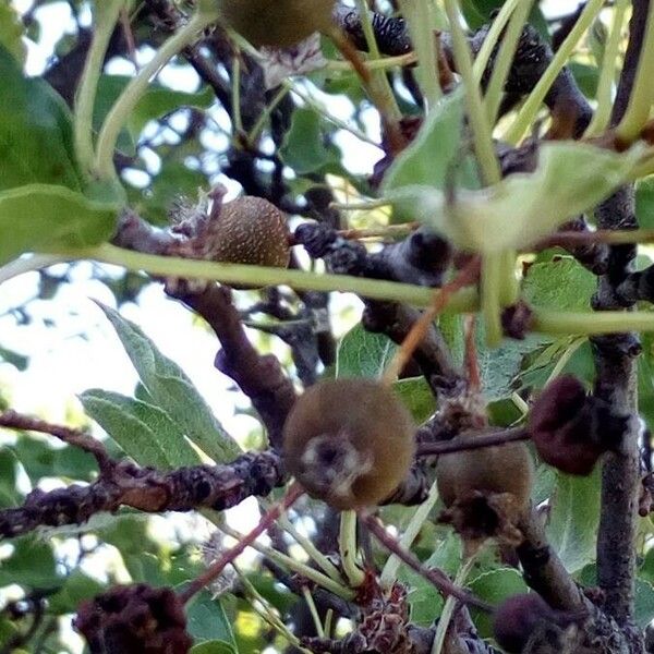 Pyrus spinosa Fruto