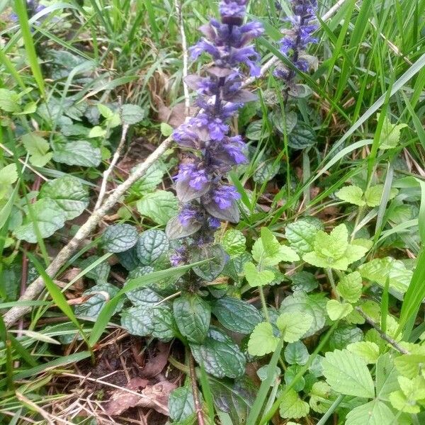 Ajuga reptans Flower