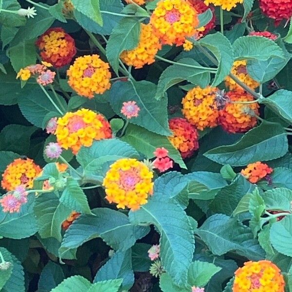 Lantana camara Fiore