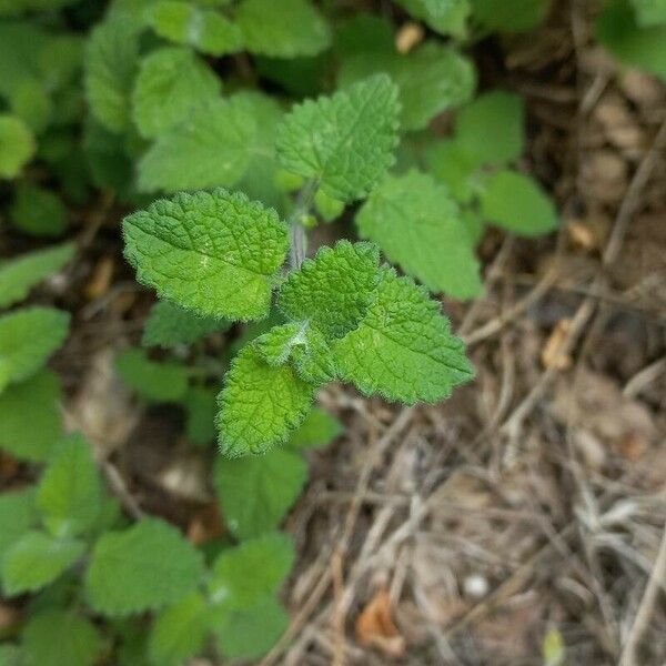 Melissa officinalis Feuille