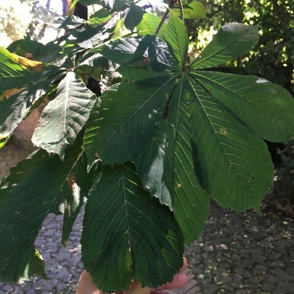 Aesculus hippocastanum Folha