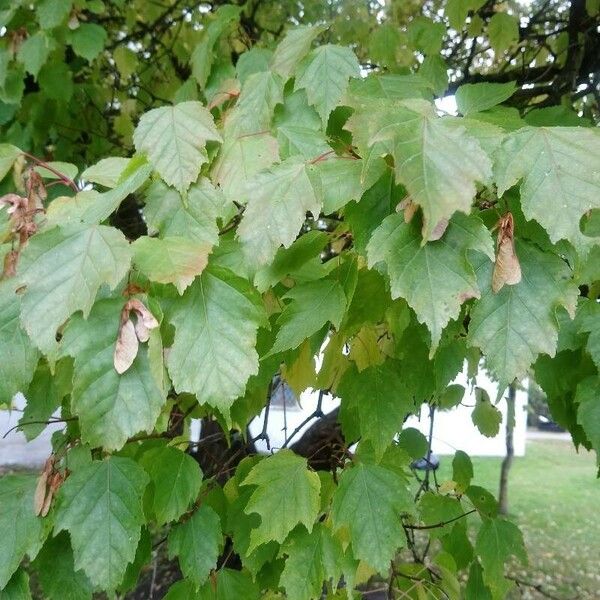 Acer tataricum Fuelha