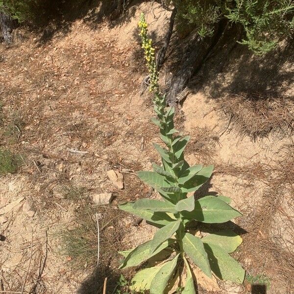 Verbascum thapsus ফুল