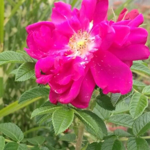 Rosa pendulina Flower