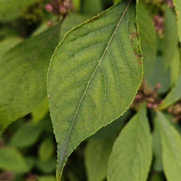 Callicarpa americana List