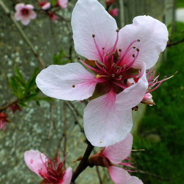 Prunus persica Цвят