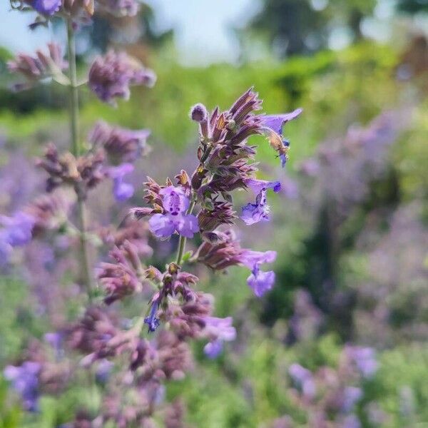 Nepeta racemosa Çiçek