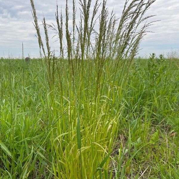 Eragrostis pilosa Kukka