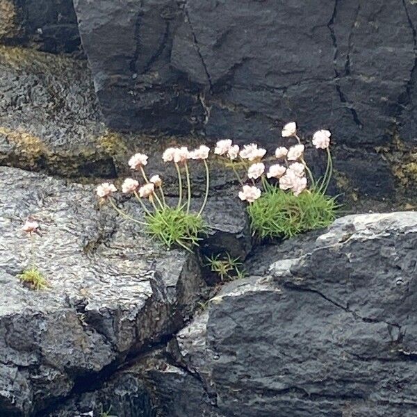 Armeria maritima Kvet