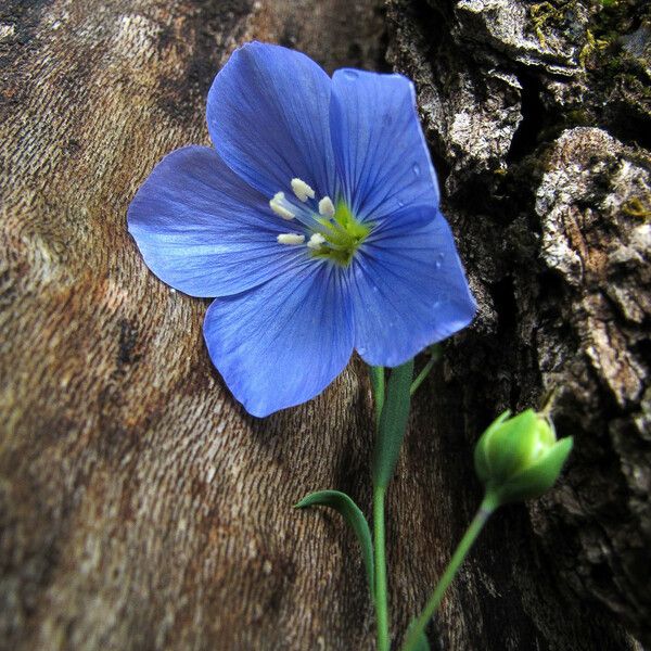 Linum lewisii Flower