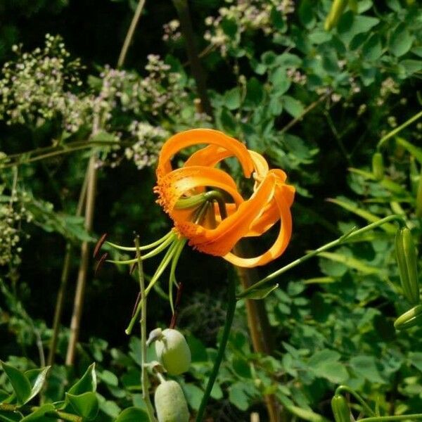 Lilium henryi Floare