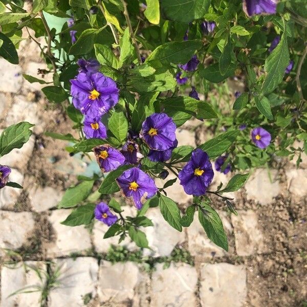 Lycianthes rantonnetii Flower